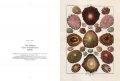 Dezallier d'Argenville, Shells 4
