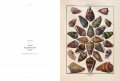 Dezallier d'Argenville, Shells 6