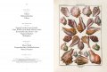 Dezallier d'Argenville, Shells 7