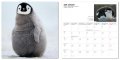 Lanting, Penguin - 2009 1 Lanting, Penguin - 2009 1