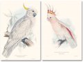 Edward Lear, The Parrots 2