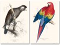 Edward Lear, The Parrots 3