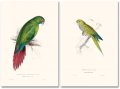 Edward Lear, The Parrots 4