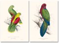 Edward Lear, The Parrots 5