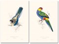 Edward Lear, The Parrots 6