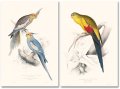 Edward Lear, The Parrots 7