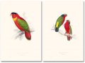 Edward Lear, The Parrots 8