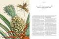 Maria Sibylla Merian, Insects of Surinam 1