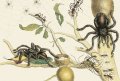 Maria Sibylla Merian, Insects of Surinam 2