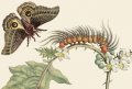 Maria Sibylla Merian, Insects of Surinam 4