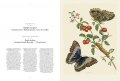 Maria Sibylla Merian, Insects of Surinam 5