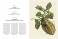 Maria Sibylla Merian, Insects of Surinam 6