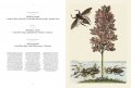 Maria Sibylla Merian, Insects of Surinam 7