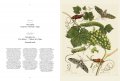 Maria Sibylla Merian, Insects of Surinam 8
