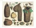 Albertus Seba's Cabinet of Natural Curiosities 1 Albertus Seba's Cabinet of Natural Curiosities 1