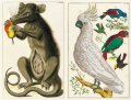 Albertus Seba's Cabinet of Natural Curiosities 2 Albertus Seba's Cabinet of Natural Curiosities 2