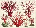 Albertus Seba's Cabinet of Natural Curiosities 3 Albertus Seba's Cabinet of Natural Curiosities 3
