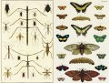 Albertus Seba's Cabinet of Natural Curiosities 4 Albertus Seba's Cabinet of Natural Curiosities 4