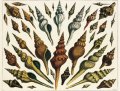 Albertus Seba's Cabinet of Natural Curiosities 6 Albertus Seba's Cabinet of Natural Curiosities 6