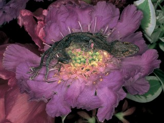 Photos: Nobuyoshi Araki