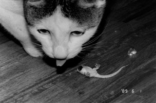 Araki Photos: Nobuyoshi Araki