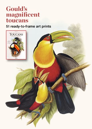 John Gould, Family of Toucans John Gould, Family of Toucans
