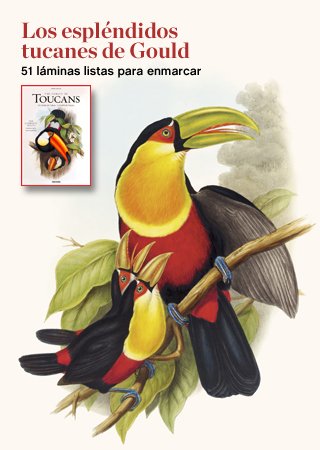 John Gould, Family of Toucans