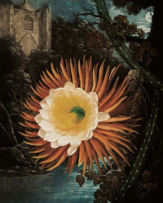 The Night-Blowing Cereus. Painters: Philip Reinagle, Abraham Pether. Engraver: Robert Dunkarton, 1800