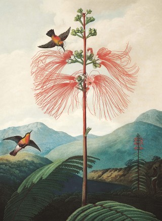Thornton, Temple of Flora Large Flowering Sensitive Plant. Painter: Philip Reinagle, Engraver: Joseph Constantine Stadle, 1799