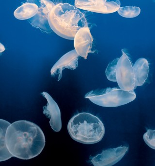Moon Jellies, California.<br /> <br /> <em>Photographs and Text (c) 2006 Frans Lanting, Santa Cruz, California</em>