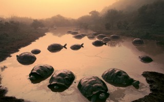 Giant Tortoises in Pond, Gal&aacute;pagos Islands.<br /> (c) Frans Lanting