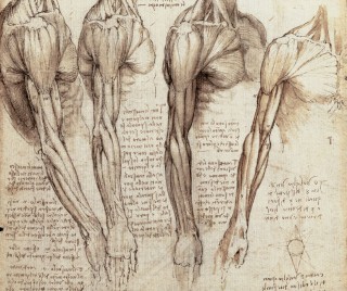Detail of Anatomical Studies of the Muscles of the Neck, Shoulder, Chest and Arm, c. 1509/10