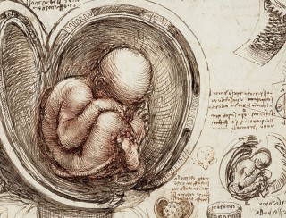 Detail of Foetus in the Womb, c. 1510