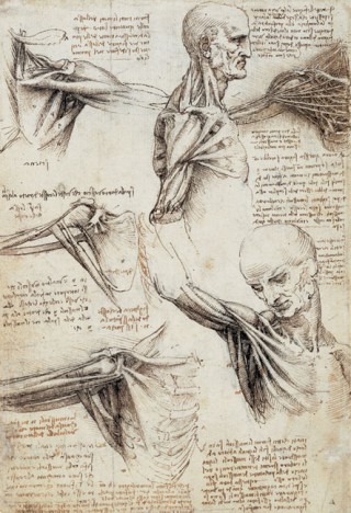 Anatomical Analysis of the Movements of the Shoulder and Neck, c. 1509/10 Anatomical Analysis of the Movements of the Shoulder and Neck, c. 1509/10
