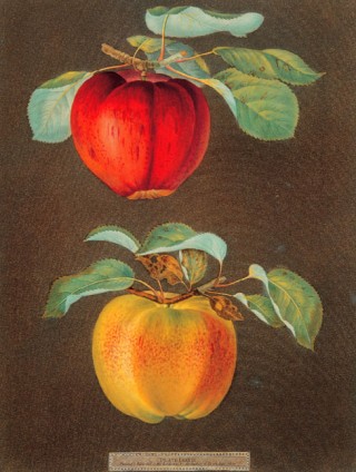 Pomona Britannica Pomona Britannica, Plate LXXXIX. Phoenix Apple, Norman's Beauty