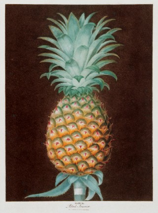 Pomona Britannica, Plate XL. Black Jamaica Pine