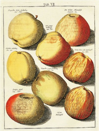 Pomona Britannica Eight apple varieties. Unknown artist, copperplate engraving, subsequently coloured, from J.H. Knoop's Pomologia