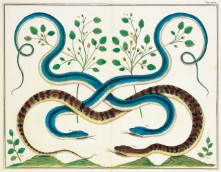 Amstelaedami, Apud J. Wetstenium, &amp; Gul. Smith, &amp; Janssonio-Waesbergios. MDCCXXXV (1735)
