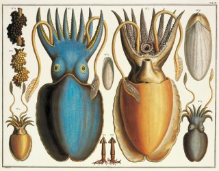 Amstelaedami, Apud Janssonio-Waesbergios. MDCCLVIII (1758)