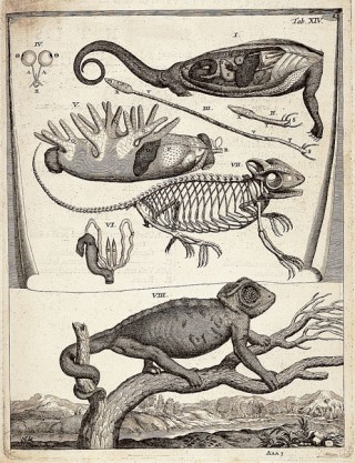 Gerard Blasius: Anatome Animalium, 1681. Plate XIV