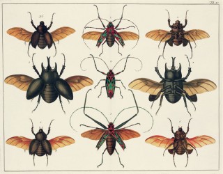 Albertus Seba's Cabinet of Natural Curiosities Amstelaedami, Apud H. C. Arksteum et H. Merkum, et Petrum Schouten. MDCCLXV (1765)