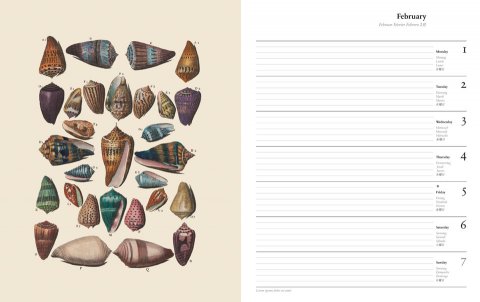 Shells 2010 1