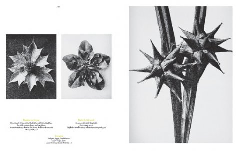 Karl Blossfeldt. The Complete Published Work. 1