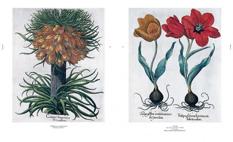 The Book of Plants - The Complete Plates 1