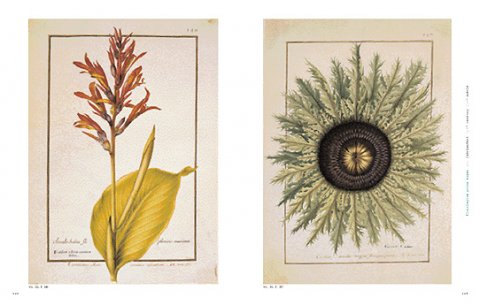 Garden of Eden. 100 Masterpieces of Botanical Illustration 1
