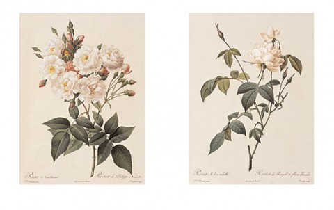 Roses 1