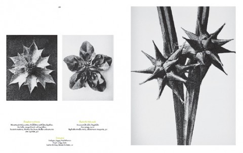 Karl Blossfeldt 1
