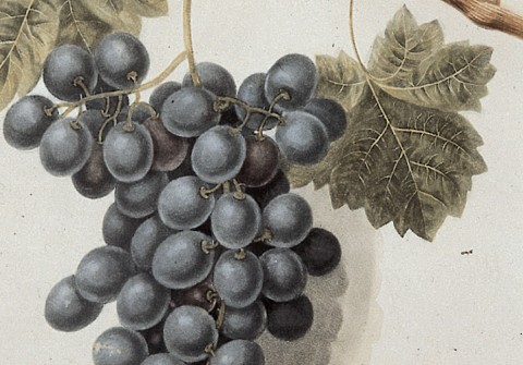 The Book of Fruits 1