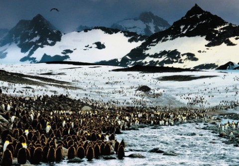 Frans Lanting, Penguin 1
