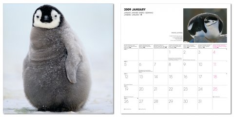 Lanting, Penguin - 2009 1